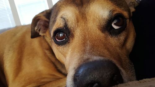 Close-up portrait of dog