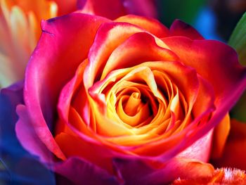 Close-up of rose flower