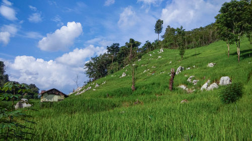 Panoramic view of green landscape against sky