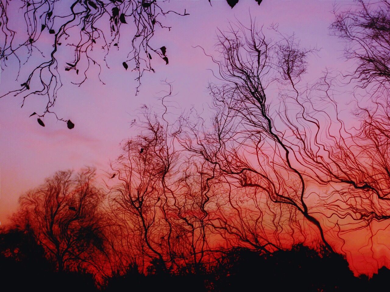 silhouette, tree, sunset, bare tree, branch, beauty in nature, scenics, tranquility, sky, low angle view, nature, orange color, tranquil scene, idyllic, dusk, growth, clear sky, outdoors, no people, majestic