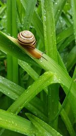 Close-up of snail on wet leaves