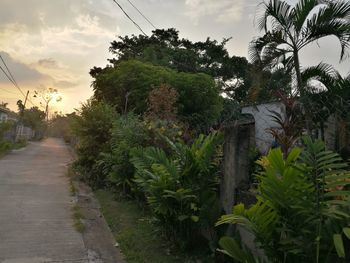 Plants and trees against sky