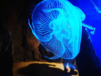 Jellyfish swimming in sea