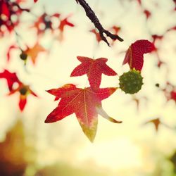 Close-up of red maple leaves