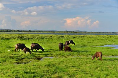 Horses grazing in a field