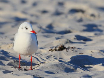 Close-up of seagull perching on snow