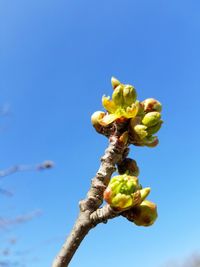 Low angle view of flowering plant against blue sky