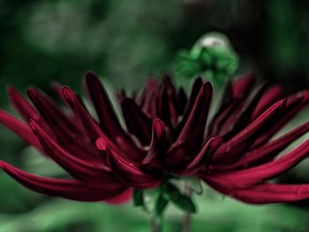 Close-up of flowers blooming outdoors