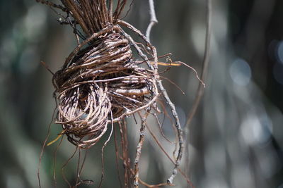 Close-up of dried roots bundled together