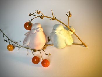 High angle view of fruits on table against white background