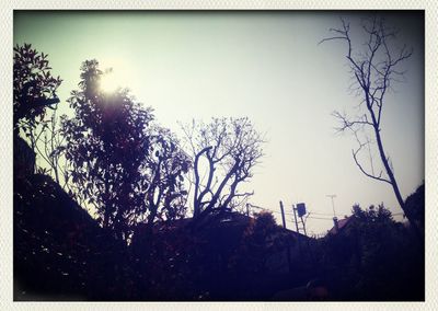 Low angle view of bare trees against sky