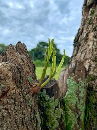 Close-up of lichen on tree trunk