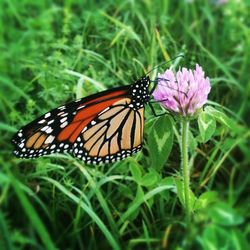 Close-up of butterfly on flower