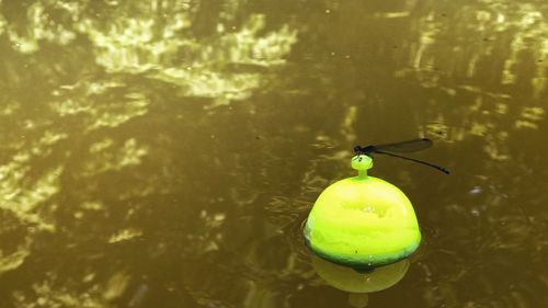 Close-up of yellow leaf floating on water