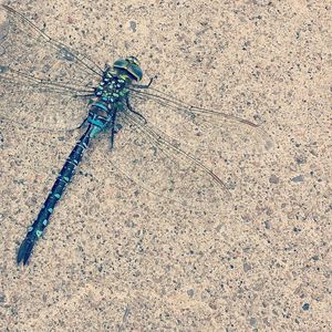 High angle view of dragonfly on plant