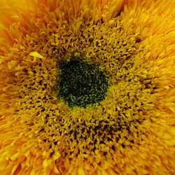 Macro shot of yellow flower