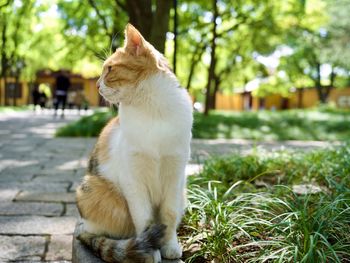 Close-up of cat looking away