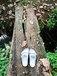 Low section of person standing by tree in forest