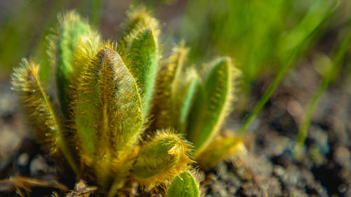 Close-up of cactus plant