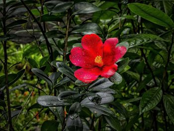 Close-up of red flowers