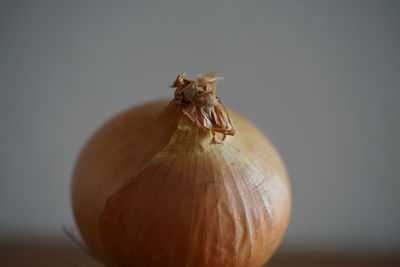 Close-up of pumpkin on table against white background