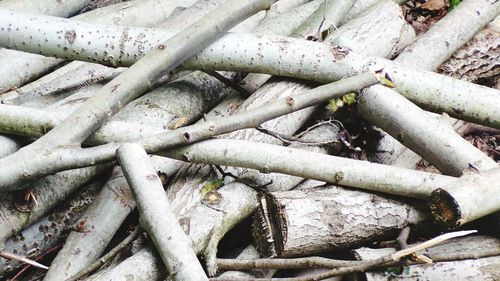 Full frame shot of branches