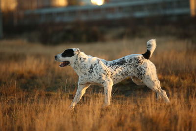 Side view of a dog running on field