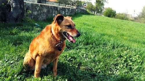 Dog on field