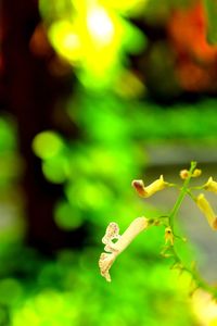 Close-up of insect on plant