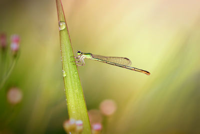 Close-up of grasshopper on leaf against blurred background