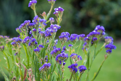 Close-up of purple flowering plants