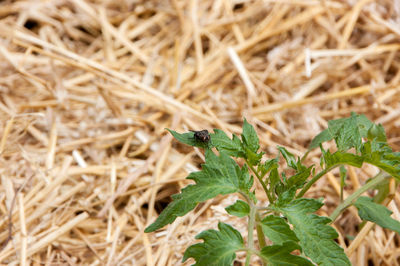 Close-up of insect on plant