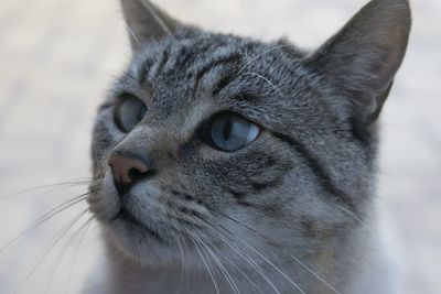 Close-up portrait of cat