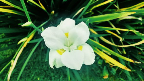 Close-up of flower blooming outdoors