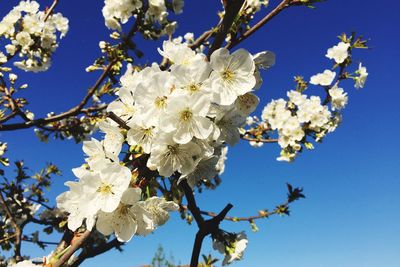 Low angle view of flowers blooming on tree