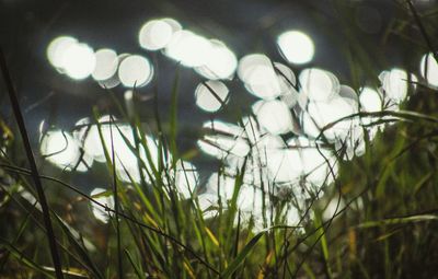 Close-up of illuminated lamp