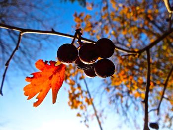 Close-up of leaves on tree