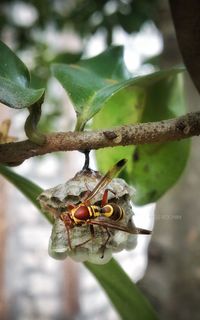 Close-up of insect on leaf