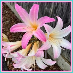 Close-up of day lily blooming outdoors