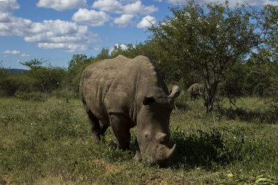 Rhinos amidst trees against sky
