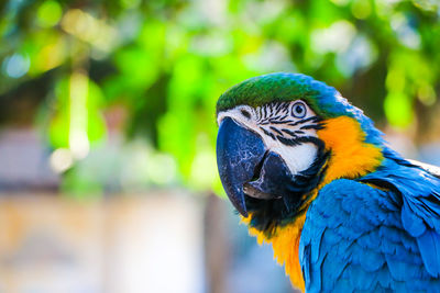 Close-up of a parrot