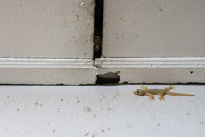 High angle view of insect on wall