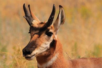 Close-up of deer