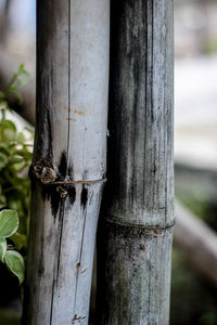 Close-up of wooden post on tree trunk