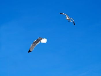 Low angle view of seagull flying against blue sky