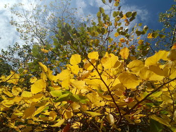 Low angle view of yellow flowering plant