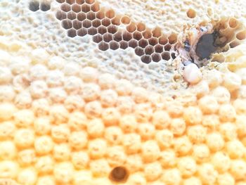 Close-up of insect in sea