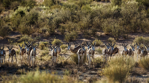 Springbok herd running in front view in kgalagari transfrontier park south africa  