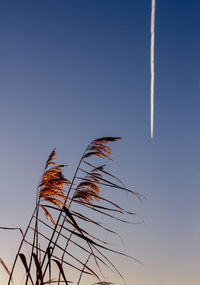 Low angle view of vapor trail against clear blue sky