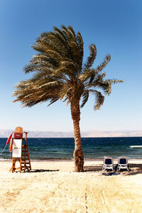 Palm tree on beach against sky